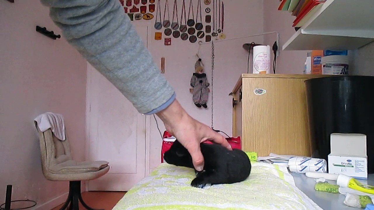 2 avril 2015 : kiné chiot 10 jours