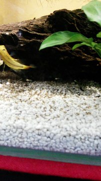 alevins apistogrammas cacatuoides