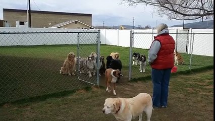 Funny Video: Dog Plays Hard To Get Because He's Was The Last To Be Called