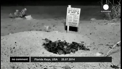 100 baby turtles hatch on camera - no comment