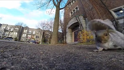 squirrel Filmé avec ma Go Pro