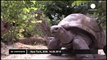 Aldabra giant tortoises debut at the Bronx zoo - no comment