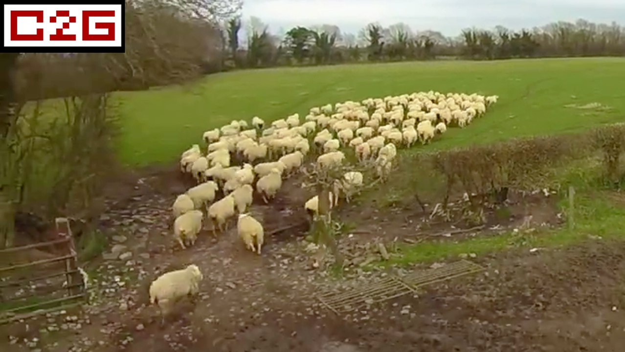 Un drone de berger pour gérer les moutons !