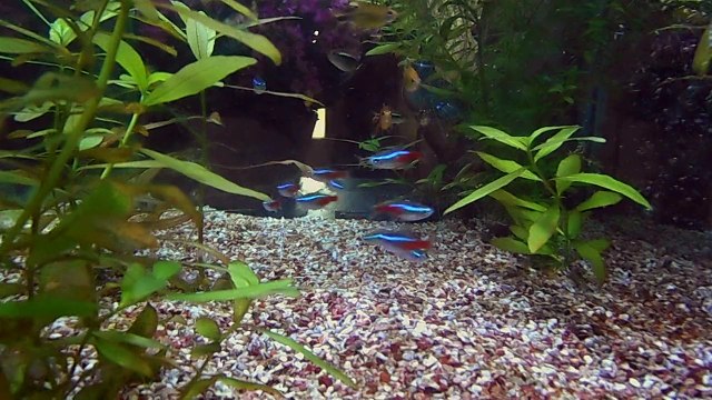 Neons bleus, noirs, cuivrés