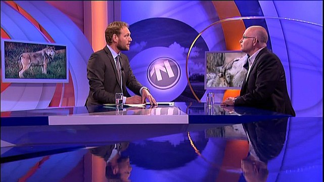 Wolf doodde meerdere schapen in Groningen - RTV Noord