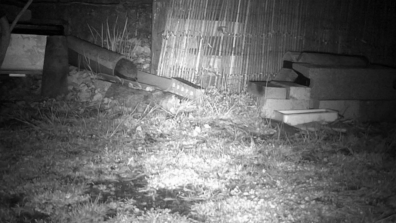 9 - Le printemps, les hérissons circulent dans le jardin ...