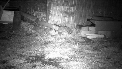 10 - Le printemps, les hérissons circulent dans le jardin ...