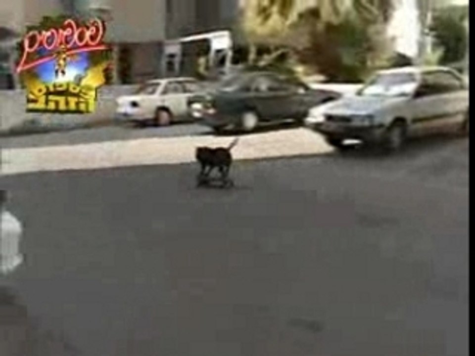 Skatedog
