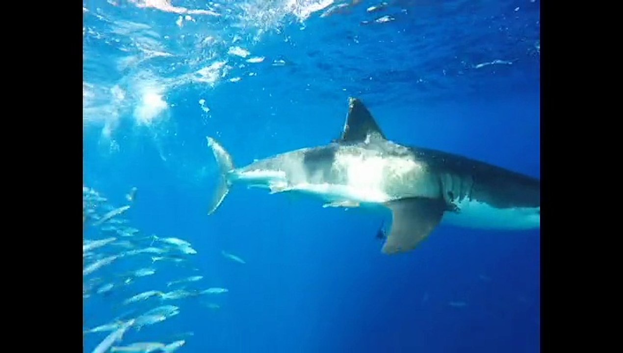 Awesome Shark Vid 5