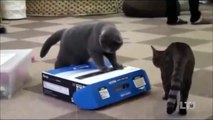 Funny cats videos talking 2015 | Funny Animals - Cats Funny Balloons Compilation, funny Animals 2015