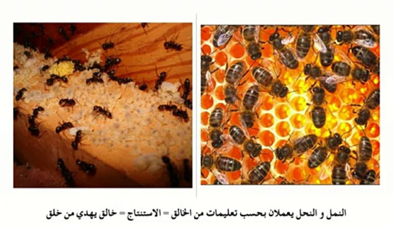 ايجاد الخالق في دقائق