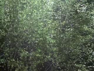 Scritti Politti - Absolute