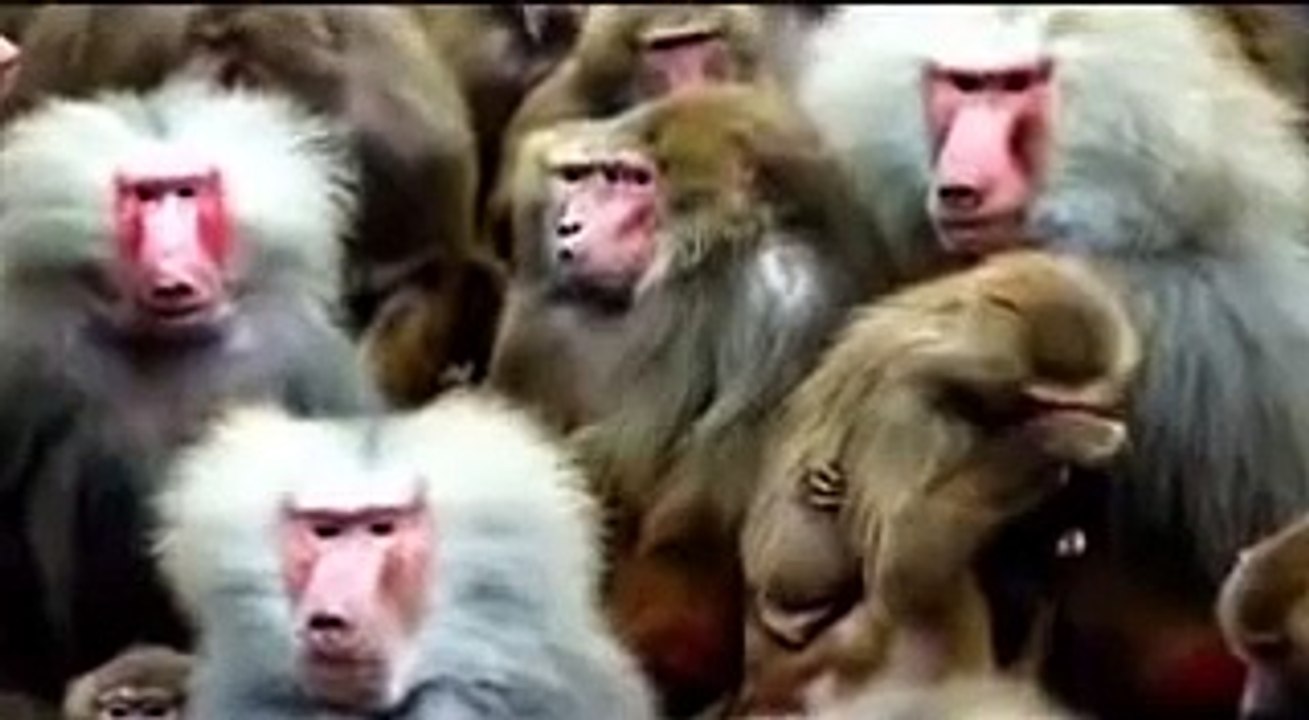 Baboon—The World's Largest Monkey
