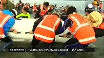 Nearly two-dozen pilot whales die in New Zealand - no comment