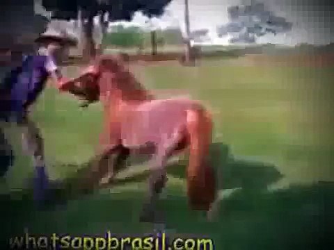 Videos Engraçados Pra Morrer de Rir Whatsapp Video Cassetadas Os Melhores Videos Engraçado