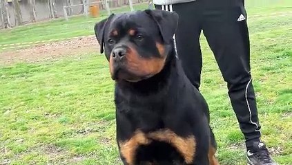 Fast des princes d'Aragone