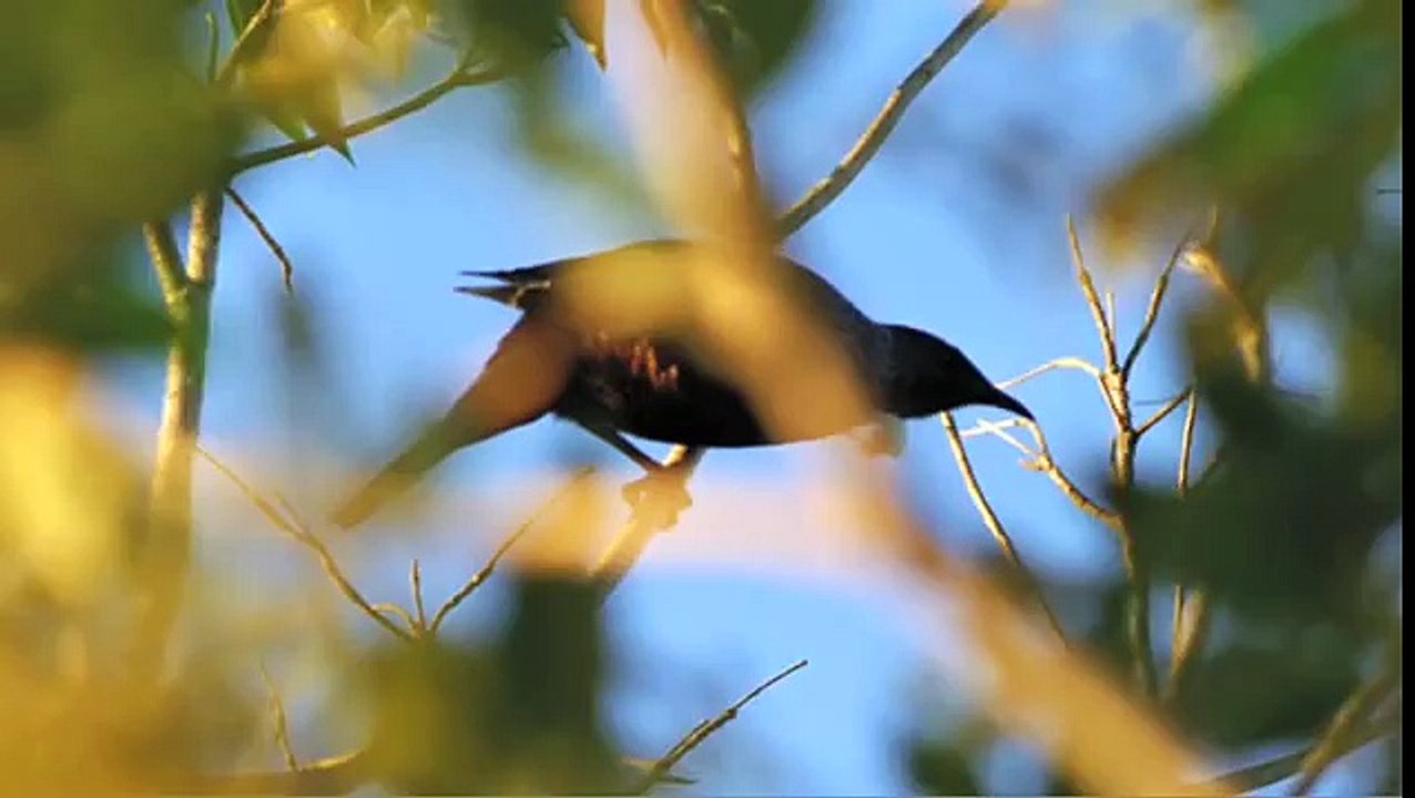NEW ZEALAND Nature Sounds & Bird Song - AOTEAROA Nature Sounds of New Zealand by Symbiosis