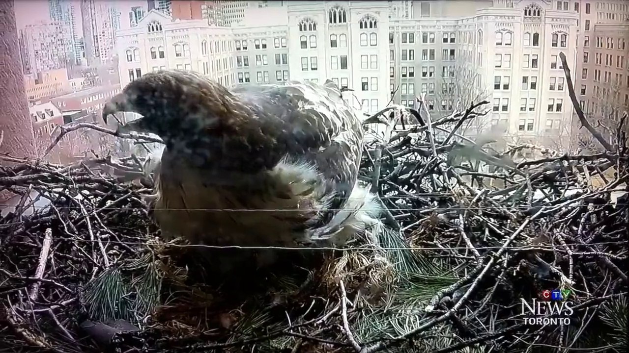 Red-tailed Hawk