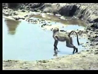 Baby Baboons first swimming lesson