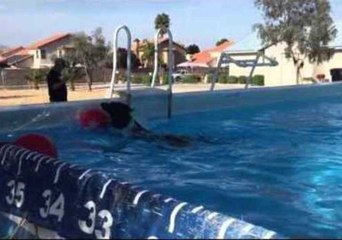 Talented Dog Can Seemingly Tell Colors Apart