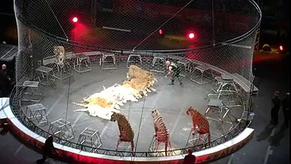 Incredible Amazing Tiger act at Circus