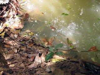 So crazy Anaconda Attack in a river