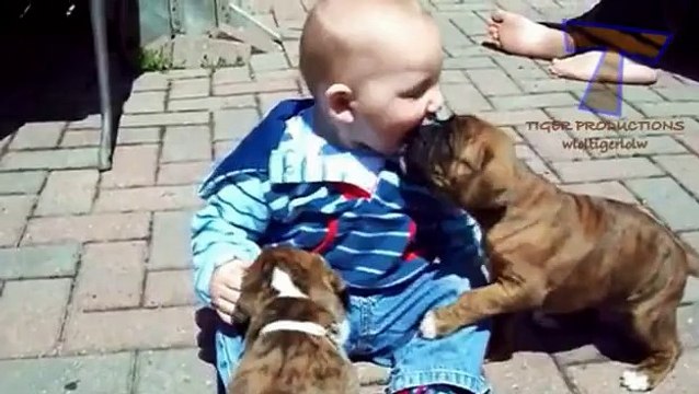 Funny babies annoying dogs - Cute dog & baby compilation