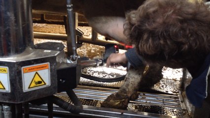 Les maternelles découvrent le robot de traite