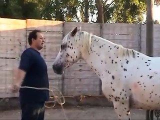 Fiducia Uomo-Cavallo