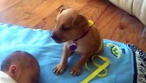 Sleepy Puppy falls asleep on baby -  Most Funny video I have ever seen