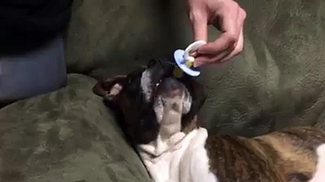 Cute dog falling asleep with a teat in his mouth