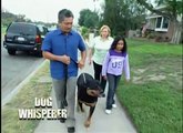 Cesar Millan Helps Family with Rottweiler