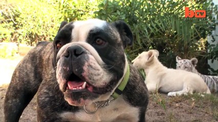 Lion, Tiger & Bulldog Buddies  Cute Animal Babies