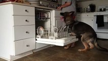 Baron le chien qui fait la vaisselle