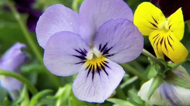 ( Orietta Berti ) 'Tu Sei Quello'