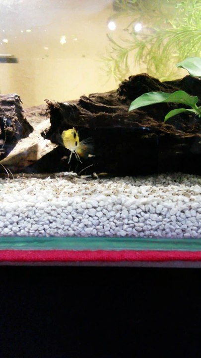 alevins apistogrammas cacatuoides 2