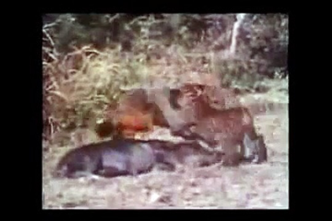Biggest Super Cool wild animal fights !! Part A -