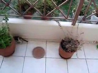 Little crazy visitors in my balcony -