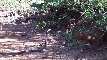 Mongoose vs Black Mamba