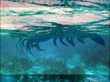 Giant Alien Shrimp Invades Gulf of Mexico