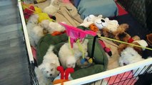 Mary Millers Maltese Puppies for sale, Florida (954) 370-0406