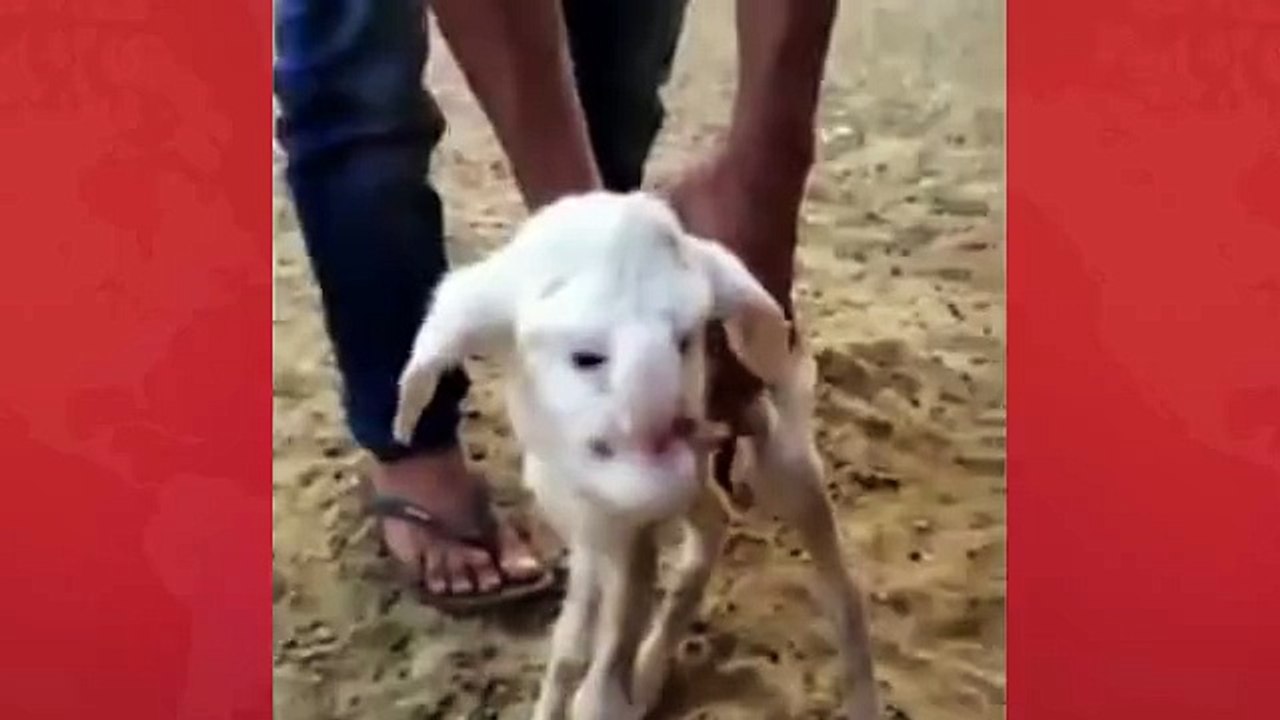 روسی ریاست داغستان میں انسانی شکل کے میمنے کی پیدائش