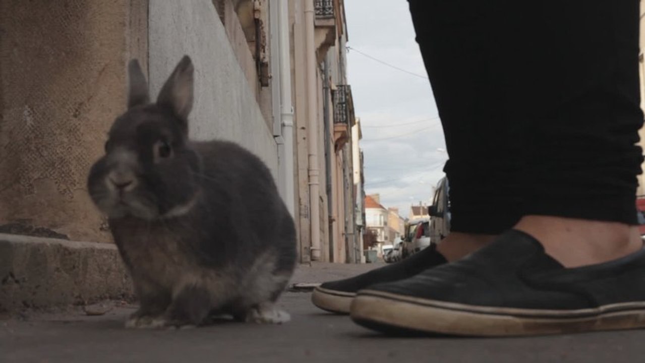 Je suis UN LAPIN