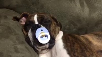 Un chien avec une tétine