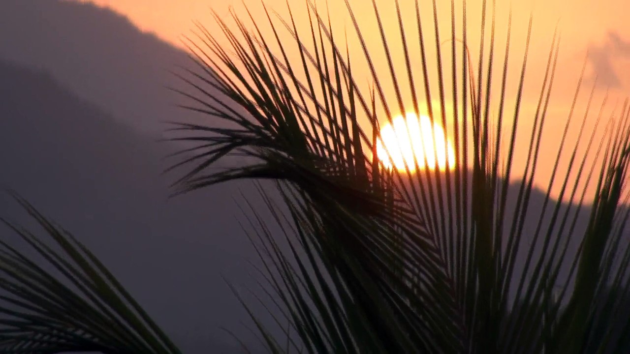 Nuit Martiniquaise Martinique, la tombée du jour libère le chant de milliers de grenouilles minuscules qui font vibrer la nuit Antillaise! Magique et envoutant!