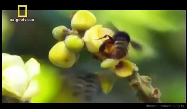 Amazônia Selvagem: Reino Animal (Documentário Completo & Dublado)-clube da natureza