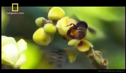 Amazônia Selvagem: Reino Animal (Documentário Completo & Dublado)-clube da natureza