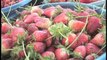 Dunya News - Strawberry planting started in Multan