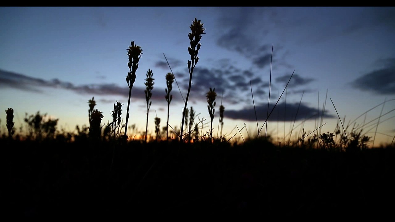 From the Dark - Official Trailer - (2015)