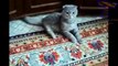 Cats acting strange after vet visit - Cat video compilation